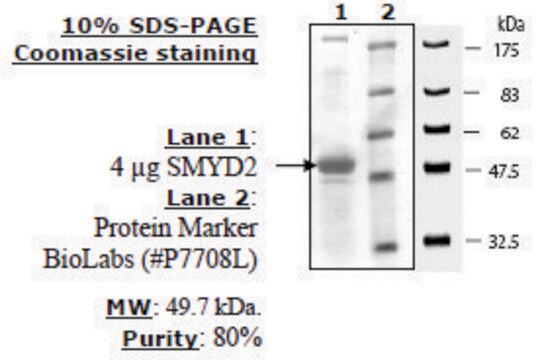 SMYD2 Active human recombinant, expressed in baculovirus infected insect cells, &#8805;80% (SDS-PAGE)