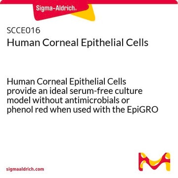 Human Corneal Epithelial Cells Human Corneal Epithelial Cells provide an ideal serum-free culture model without antimicrobials or phenol red when used with the EpiGRO Ocular Epithelia Complete Media Kit.