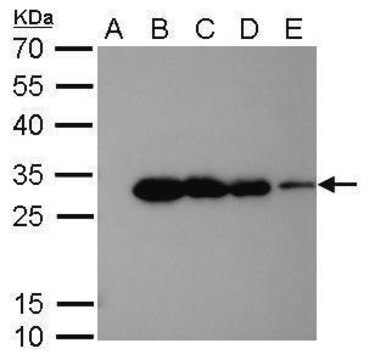 Monoclonal Anti-6X His tag antibody produced in mouse clone GT161, affinity isolated antibody