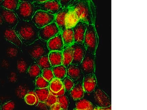 Anti-JMJD3 (NT) Antibody from rabbit