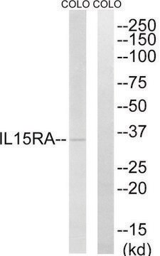 Anti-IL15RA antibody produced in rabbit affinity isolated antibody