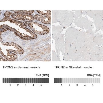 Anti-TPCN2 antibody produced in rabbit Prestige Antibodies&#174; Powered by Atlas Antibodies, affinity isolated antibody, buffered aqueous glycerol solution