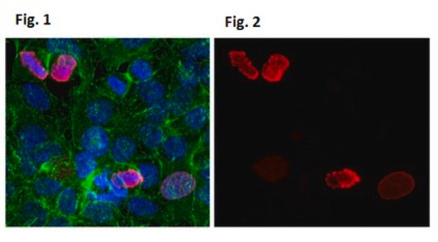 Anti-phospho-H3 Antibody (Ser10), Alexa Fluor&#8482; 555 Conjugate from rabbit, ALEXA FLUOR&#8482; 555