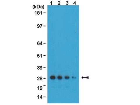 Anti-GFP Antibody, clone 3F8.2 clone 3F8.2, from mouse