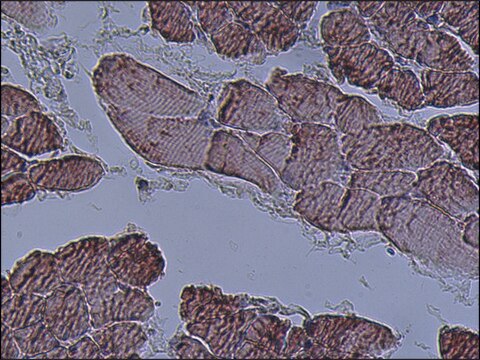 Anti-Actin (&#945;-Sarcomeric) antibody, Mouse monoclonal ~1.0&#160;mg/mL, clone 5C5, purified from hybridoma cell culture