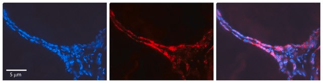 Anti-CUX1, (N-terminal) antibody produced in rabbit affinity isolated antibody