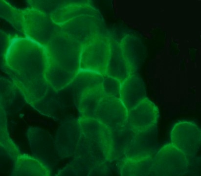 Anti-Cortactin (GK-18) antibody produced in rabbit IgG fraction of antiserum, buffered aqueous solution