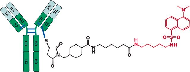 SigmaMAb Antibody Drug Conjugate (ADC) Mimic Antibody Cysteine-Fluorophore Conjugate Standard