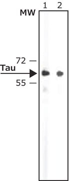 Anti-&#964; (Tau) antibody produced in rabbit whole antiserum