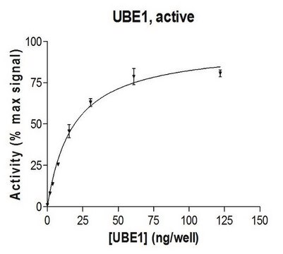 UBE1 Protein, active, 10 &#181;g Active, full length, recombinant human UBE1. N-terminal 6His-tagged. For use in Enzyme Assays. Functions as an E1 enzyme in ubiquitination assays.