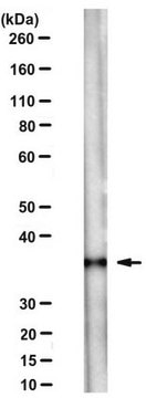 Anti-PP2AC alpha/beta Antibody, clone 11H12 clone 11H12, from mouse