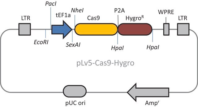 Cas9 Hygromycin Lentiviral Particles