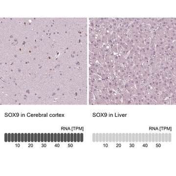 Monoclonal Anti-SOX9 antibody produced in mouse Prestige Antibodies&#174; Powered by Atlas Antibodies, clone CL0639, purified immunoglobulin, buffered aqueous glycerol solution