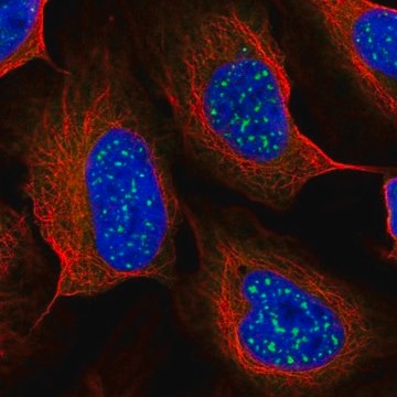 Anti-TMEM56 antibody produced in rabbit Prestige Antibodies&#174; Powered by Atlas Antibodies, affinity isolated antibody, buffered aqueous glycerol solution