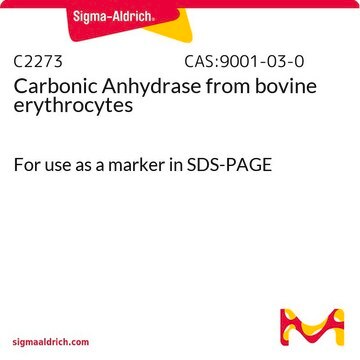 Carbonic Anhydrase from bovine erythrocytes For use as a marker in SDS-PAGE