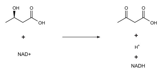 &#946;-Hydroxybutyrate Dehydrogenase from Pseudomonas lemoignei lyophilized powder, &#8805;200&#160;units/mg protein