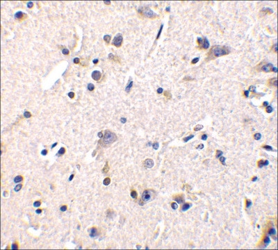 Anti-GFR&#945;1 antibody produced in rabbit IgG fraction of antiserum, buffered aqueous solution