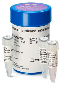 Terminal Transferase from Calf Thymus, recombinant, E. coli