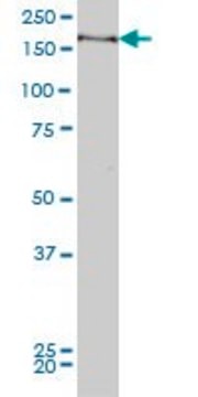 Monoclonal Anti-MYPN antibody produced in mouse clone 4C8, purified immunoglobulin, buffered aqueous solution