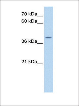 Anti-APOBEC3B antibody produced in rabbit affinity isolated antibody