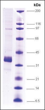 SC35 human recombinant, expressed in insect cells, &#8805;80% (SDS-PAGE)