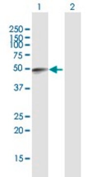 Anti-FAM134B antibody produced in mouse purified immunoglobulin, buffered aqueous solution