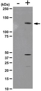 Anti-phospho-MYPT1 (Thr850) Antibody,, rabbit monoclonal culture supernatant, clone SA19, from rabbit