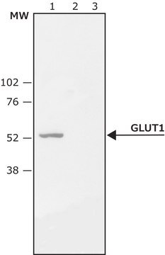 Anti-GLUT1 (C-terminal) antibody produced in rabbit ~1.0&#160;mg/mL, affinity isolated antibody