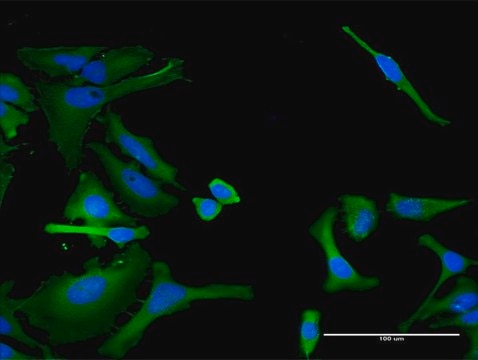 Monoclonal Anti-ITGA1 antibody produced in mouse clone 4G11, purified immunoglobulin, buffered aqueous solution