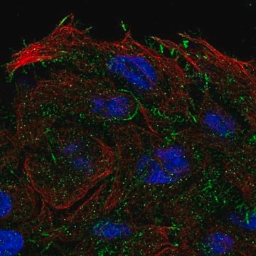 Anti-OXGR1 antibody produced in rabbit Prestige Antibodies&#174; Powered by Atlas Antibodies, affinity isolated antibody