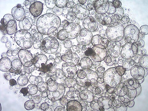 3dGRO&#174; Colon Intestinal Organoids, Age 49 (Prep 81-C) Cryopreserved patient derived gastrointestinal organoids (PDOs)