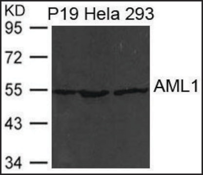 Anti-RUNX1 antibody produced in rabbit affinity isolated antibody