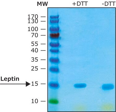 Leptin from rat &#8805;97% (SDS-PAGE), recombinant, expressed in E. coli, lyophilized powder