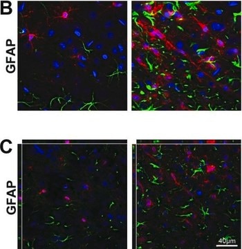 Anti-Glial Fibrillary Acidic Protein Antibody, clone GA5 ascites fluid, clone GA5, Chemicon&#174;