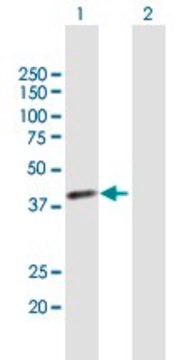 Anti-TSTA3 antibody produced in mouse purified immunoglobulin, buffered aqueous solution