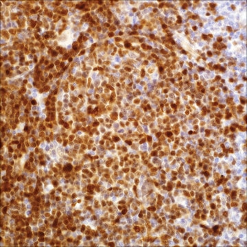 Cyclin D1 (EP12) Rabbit Monoclonal Primary Antibody