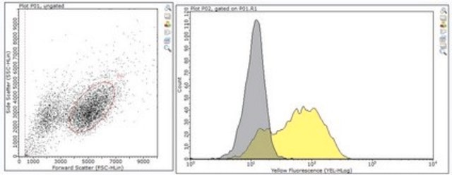 Anti-PTK7 Antibody, clone 31G9 clone 31G9, from rat