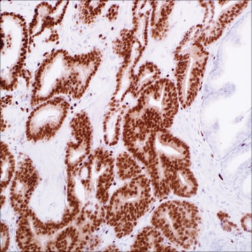 ERG (EP111) Rabbit Monoclonal Primary Antibody