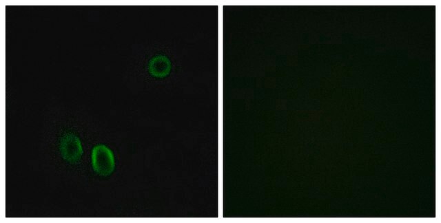 Anti-OR51E1 antibody produced in rabbit affinity isolated antibody