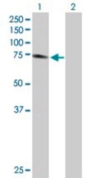 Anti-PTGS2 antibody produced in rabbit purified immunoglobulin, buffered aqueous solution