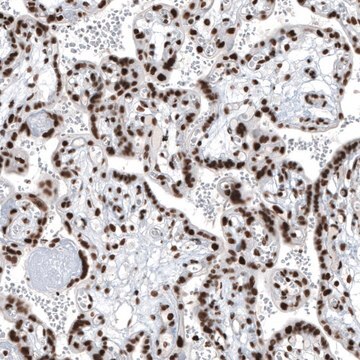 Anti-BRD4 antibody produced in rabbit Prestige Antibodies&#174; Powered by Atlas Antibodies, affinity isolated antibody, buffered aqueous glycerol solution