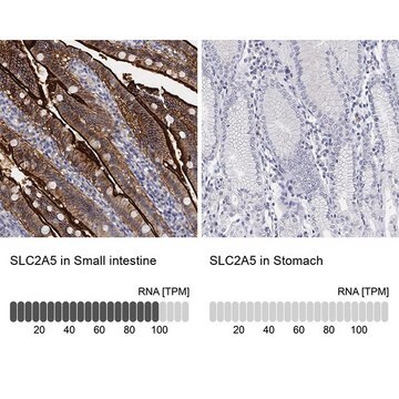 Anti-SLC2A5 antibody produced in rabbit Prestige Antibodies&#174; Powered by Atlas Antibodies, affinity isolated antibody, buffered aqueous glycerol solution