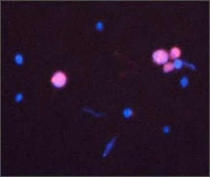 Anti-CASP3 antibody produced in rabbit IgG fraction of antiserum