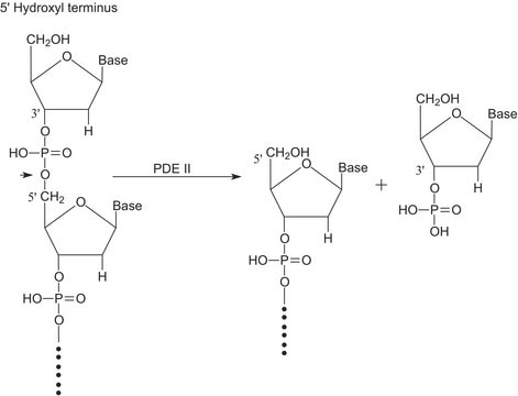 Phosphodiesterase II from bovine spleen &#8805;5.0&#160;units/mg protein