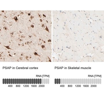 Anti-PSAP antibody produced in rabbit Prestige Antibodies&#174; Powered by Atlas Antibodies, affinity isolated antibody, buffered aqueous glycerol solution