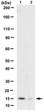 Anti-dimethyl-phospho Histone H3 (Lys9/27)/(Ser10/28) Antibody, clone 51TA-2H12 ascites fluid, clone 51TA-2H1, from mouse