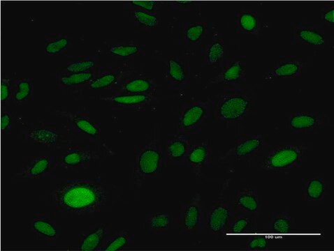 Monoclonal Anti-CMAS antibody produced in mouse clone 2E1, purified immunoglobulin, buffered aqueous solution