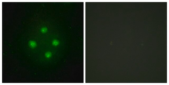 Anti-MED24 antibody produced in rabbit affinity isolated antibody