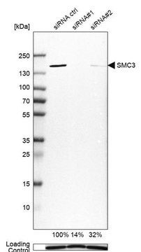 Anti-SMC3 antibody produced in rabbit Prestige Antibodies&#174; Powered by Atlas Antibodies, affinity isolated antibody