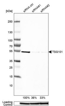 Anti-TSG101 antibody produced in rabbit Prestige Antibodies&#174; Powered by Atlas Antibodies, affinity isolated antibody, buffered aqueous glycerol solution